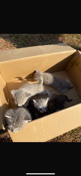 Отдаю котят бесплатно