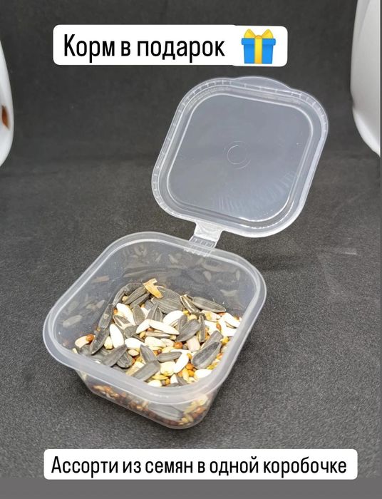 Формикарий для муравьиной фермы