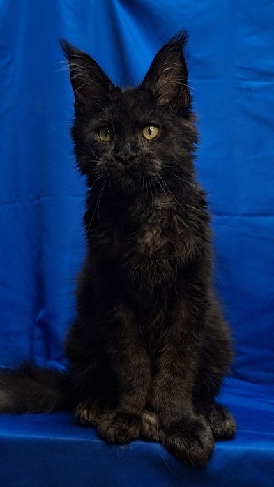 Котята мейн-кун из питомника