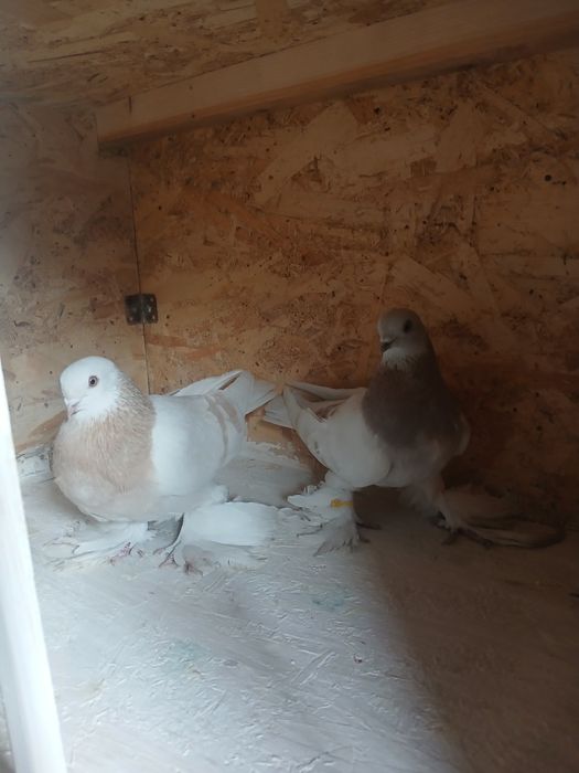 Голуби голуби голуби