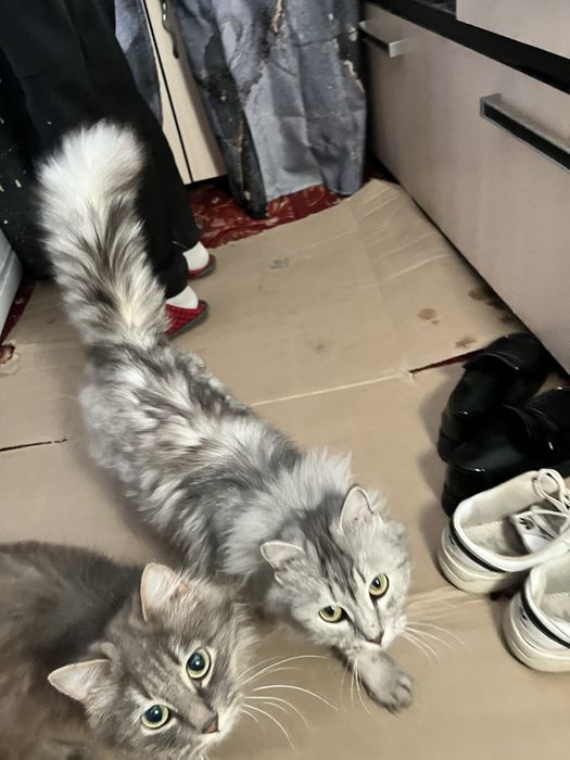 Котенок бесплатно