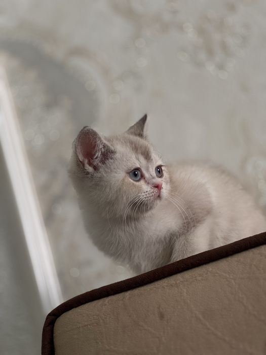 Британская шиншилла blue point. Нежная, спокойная, приучена к лотку.