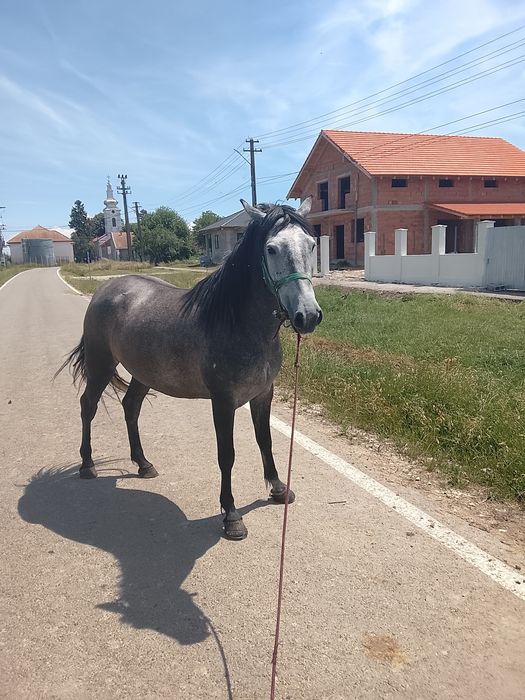 Vând iapă de 3-4 ani