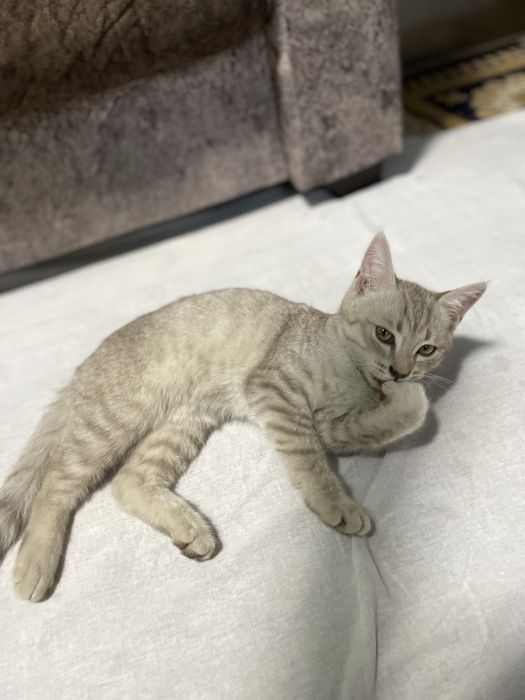 Skotish strayt toza qon