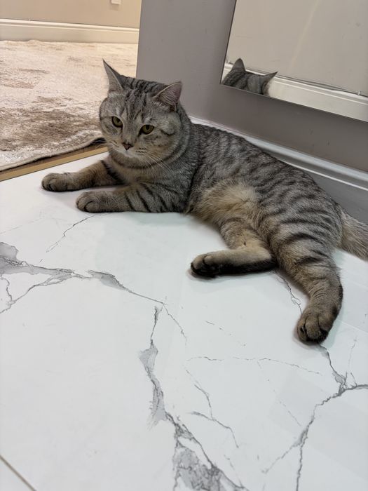 Отдас кота в хорошие руки  БЕСПЛАТНО