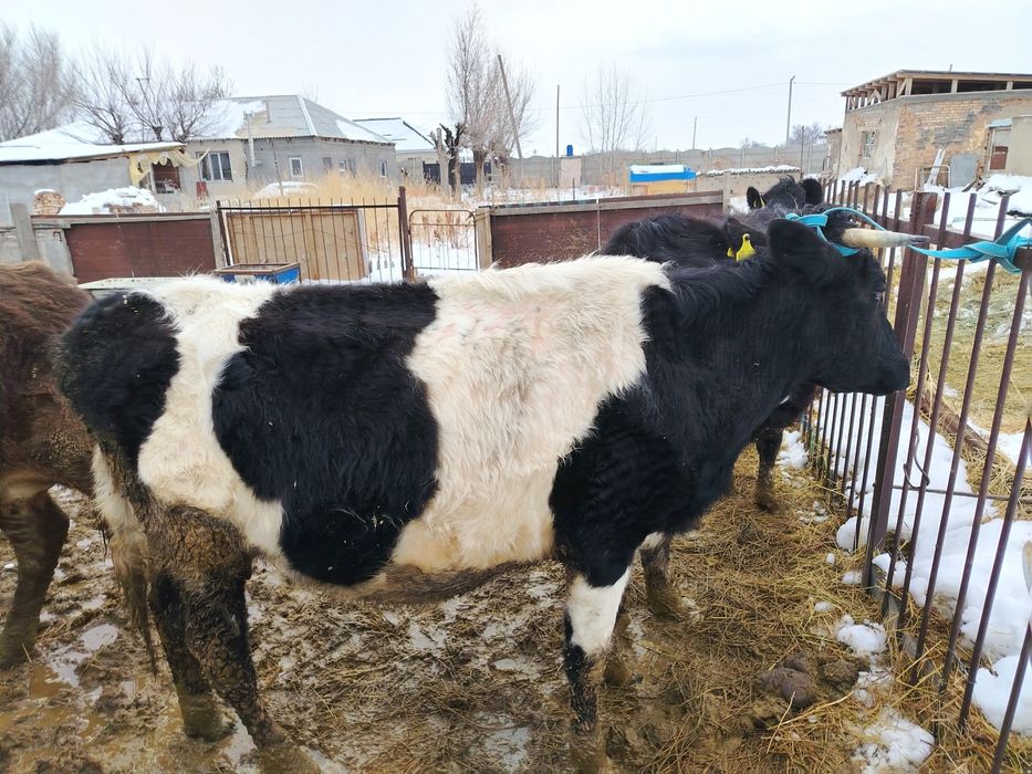 Коровы с телятами