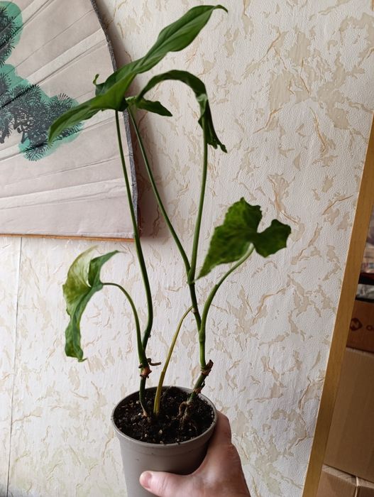 Сингониумы и филодендроны