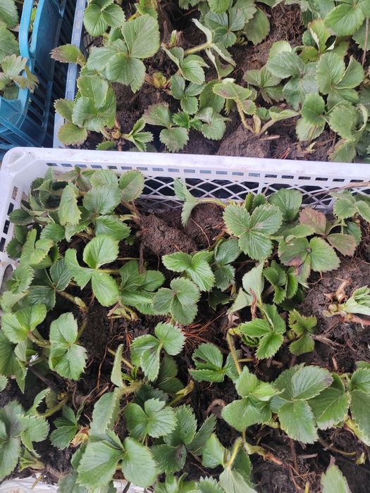Клубничная рассада