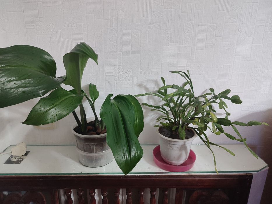 Продам комнатные цветы