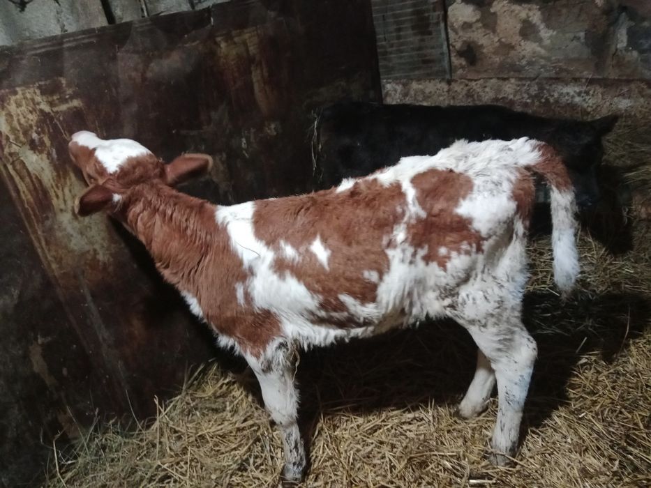 Продам телочки и бычков