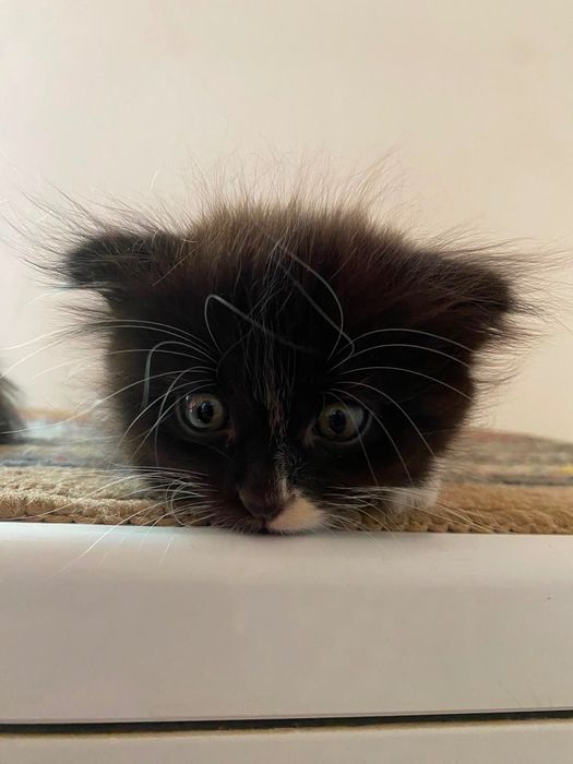 Срочно отдам котят