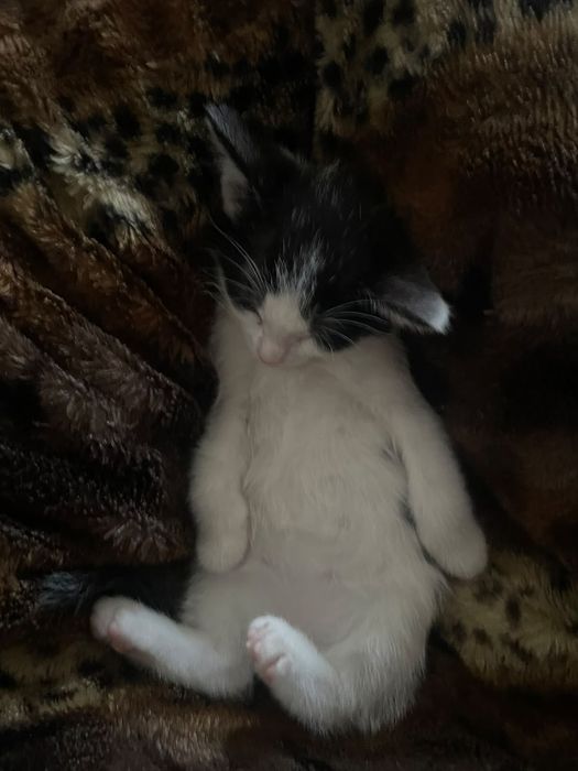 Отдам котят в ъорошые руки