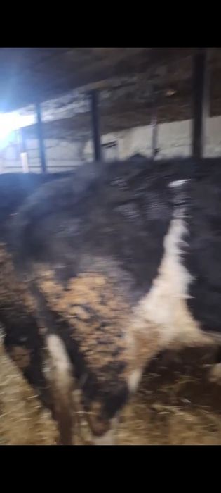 Бука сатылады продам