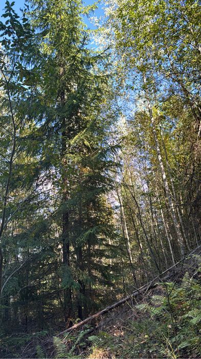 Vand padure 10 ha Damuc