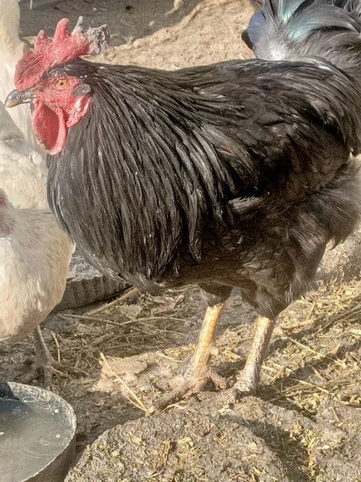 Қораз Әтеш,петухи