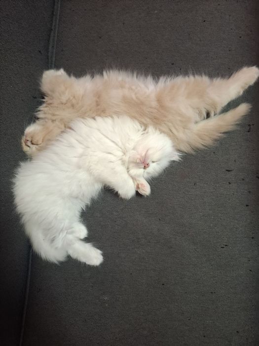 Персийски котета