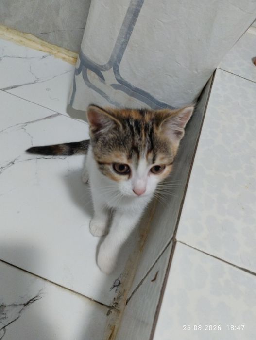 Отдам бесплатно котят, рыжий кот, трёхцветная кошечка