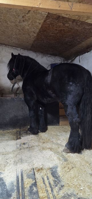 Mânz de vânzare      .