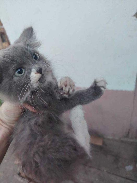отдам кота 4 месяца