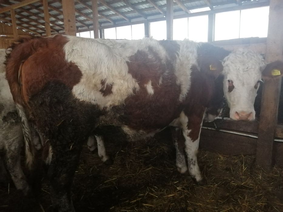 Vând juninci cu certificat pedigree