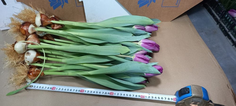 Тюльпаны оптом цветы