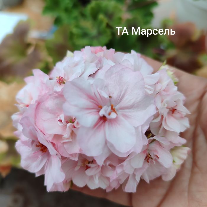 Пеларгонии сортовые