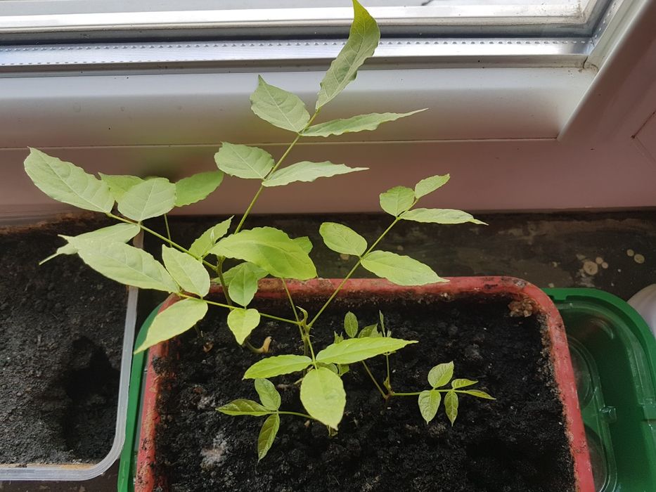 Floare flori Wisteria mov glicina semințe sau ghiveci