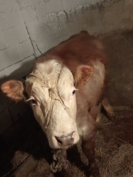 Бычок 1,5 жас, семіз