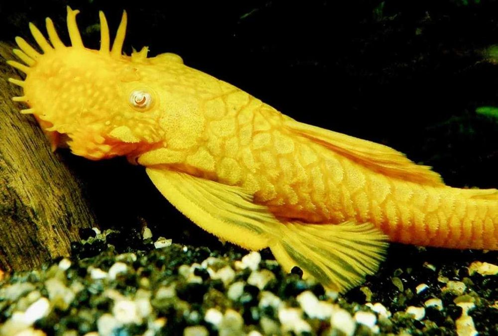 Аквариумный сом "Анциструс"