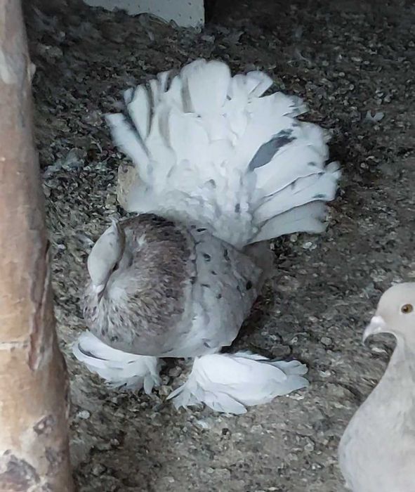 De vânzare Voltati indieni