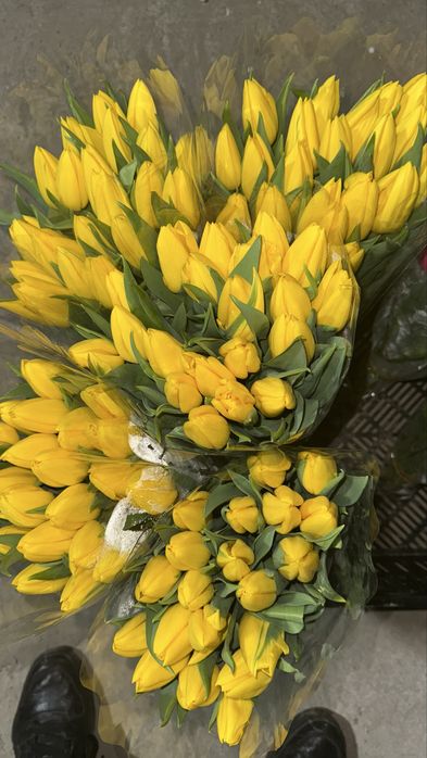 Тюльпан большой.