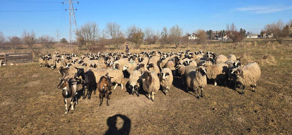 Oi de vanzare pe ales