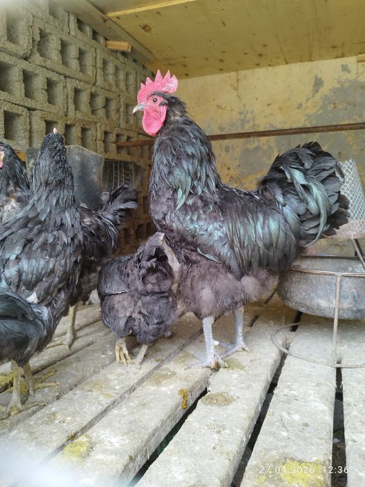 Qora Shaxzoda xõroz jõja va tuxumlari