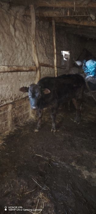 Mok sotiladi yaxshi mollar