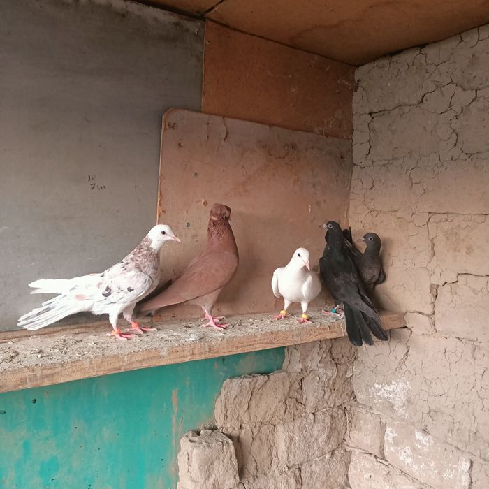 Широкохвостые  иранцы