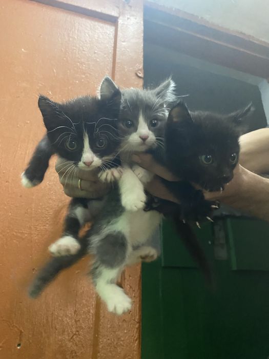 Отдам котят в добрые руки