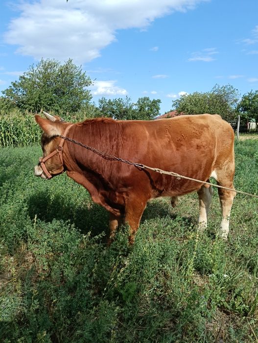 Vând vițel rasă bălțată românească
