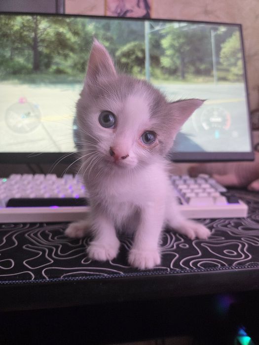 Отдам котят в добрые руки