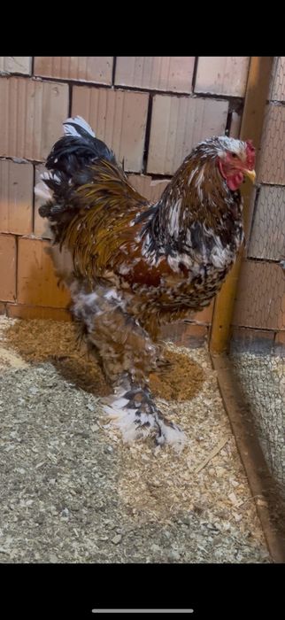 Cocos brahma Portelan
