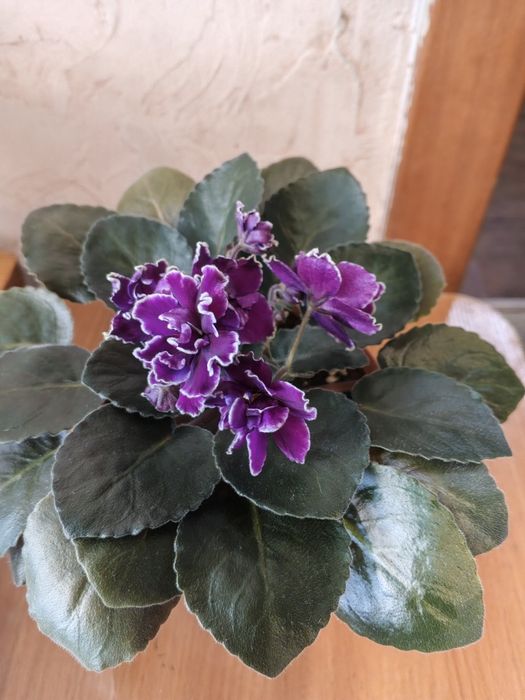 Фиалки молоденькие