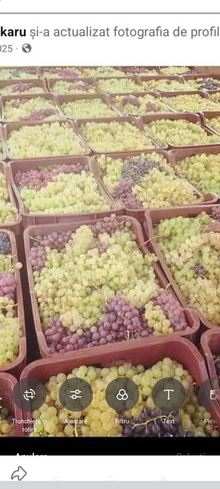 vând struguri de vin de toate soiurile livrare an toată țara