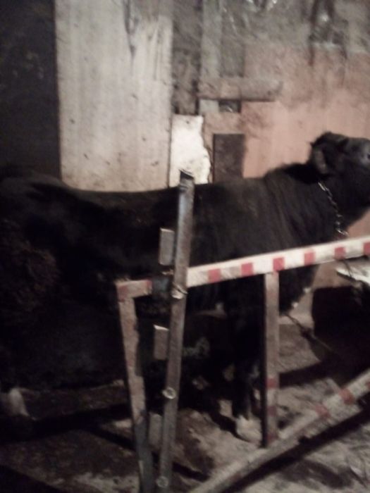 Продам корову с быком, срочно