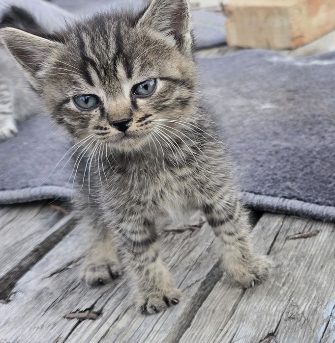 Котята в добрые руки!