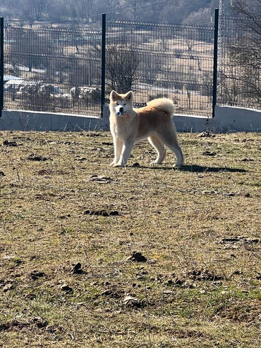 Акита ину японска