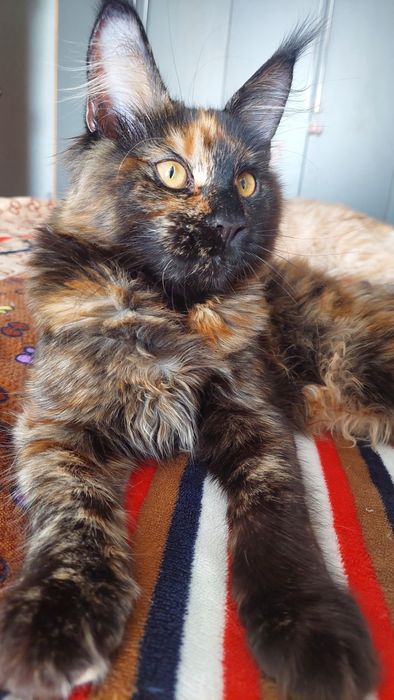 Кошечки Мейн-кун.