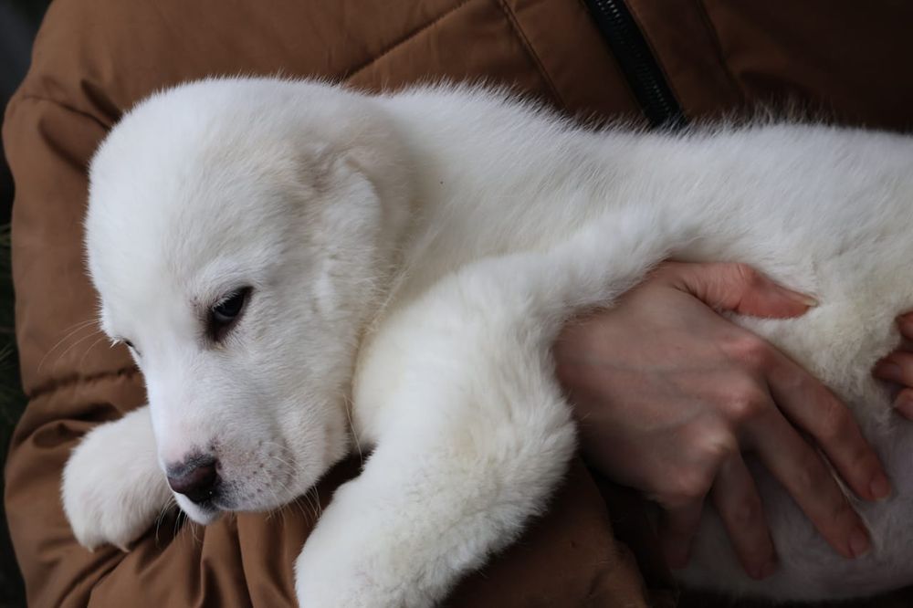 Питомник предлагает щенков Алабая