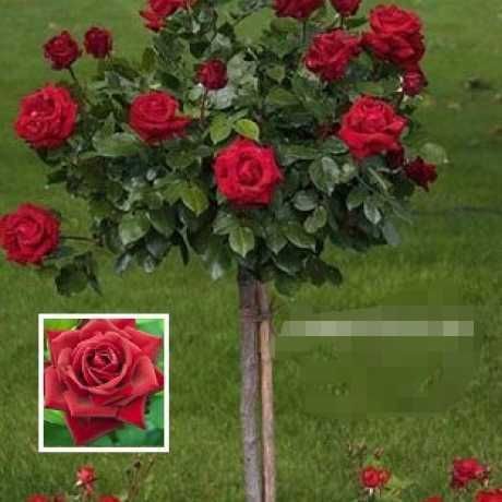 Manzarali gul daraxtlar katalpa