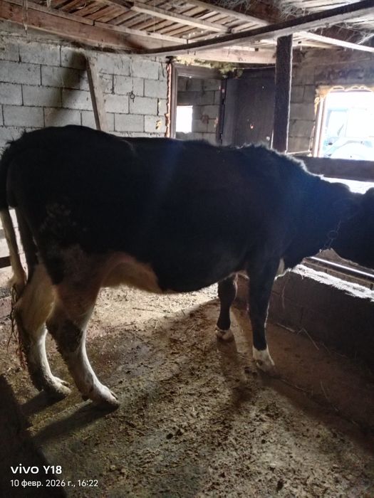 Мал сатамын продам корову
