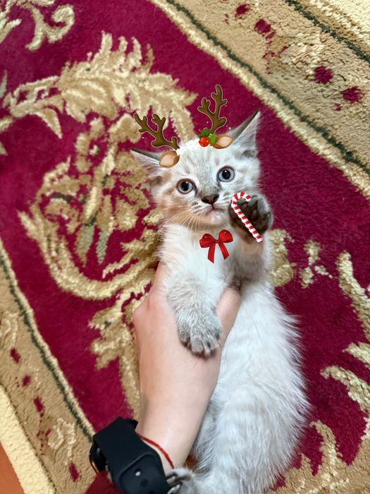 Продам котят, 3 мальчика метиса