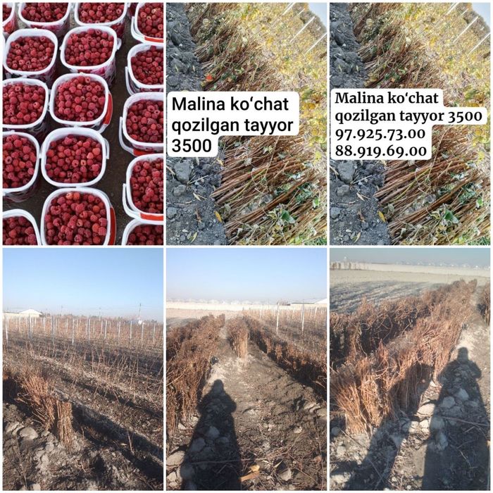 Kuchat kuchat malina kuchat